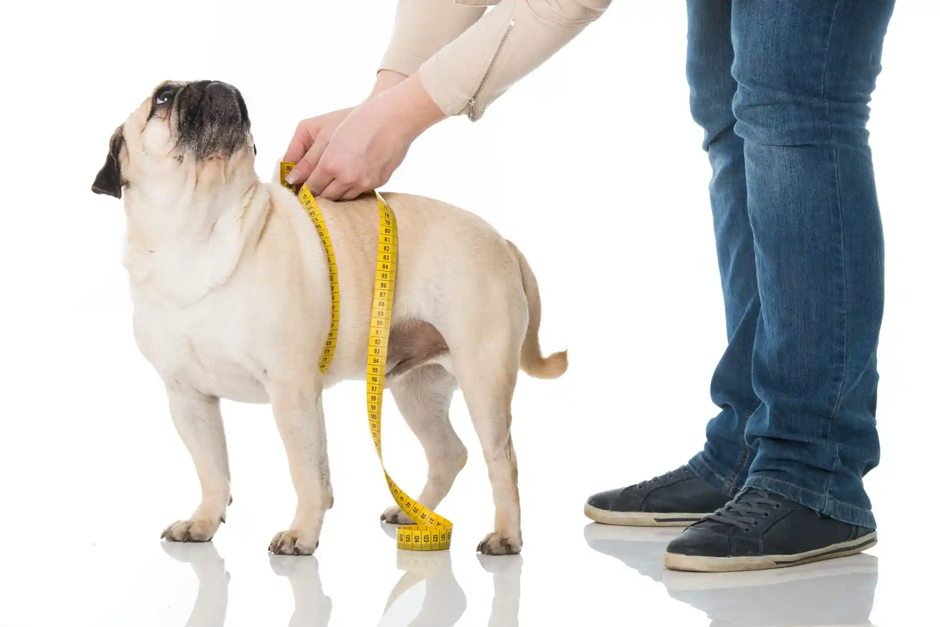 best weight loss dog food