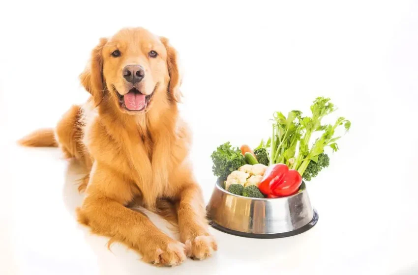  Best Weight Loss Dog Food for Healthy and Happy Dogs