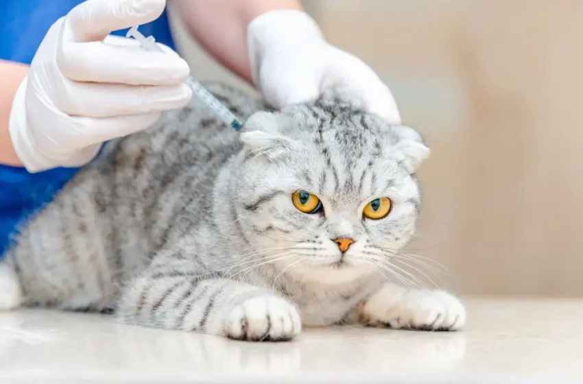  Cat Vaccinations: The Complete Guide for Healthy Cats