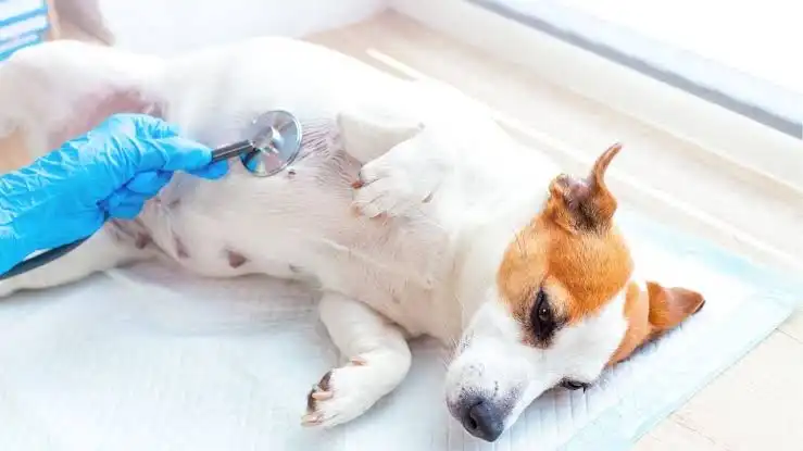 dog spaying