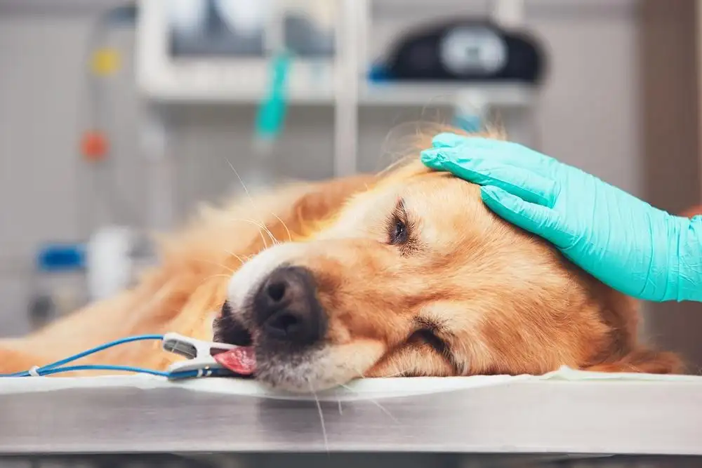 dog spaying