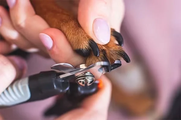 how to cut dog nails