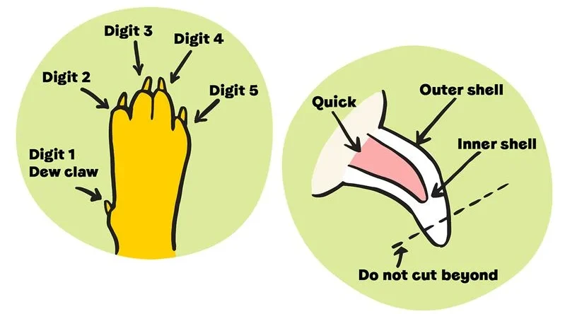 how to cut dog nails