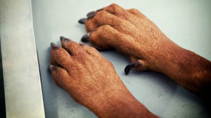 how to cut dog nails