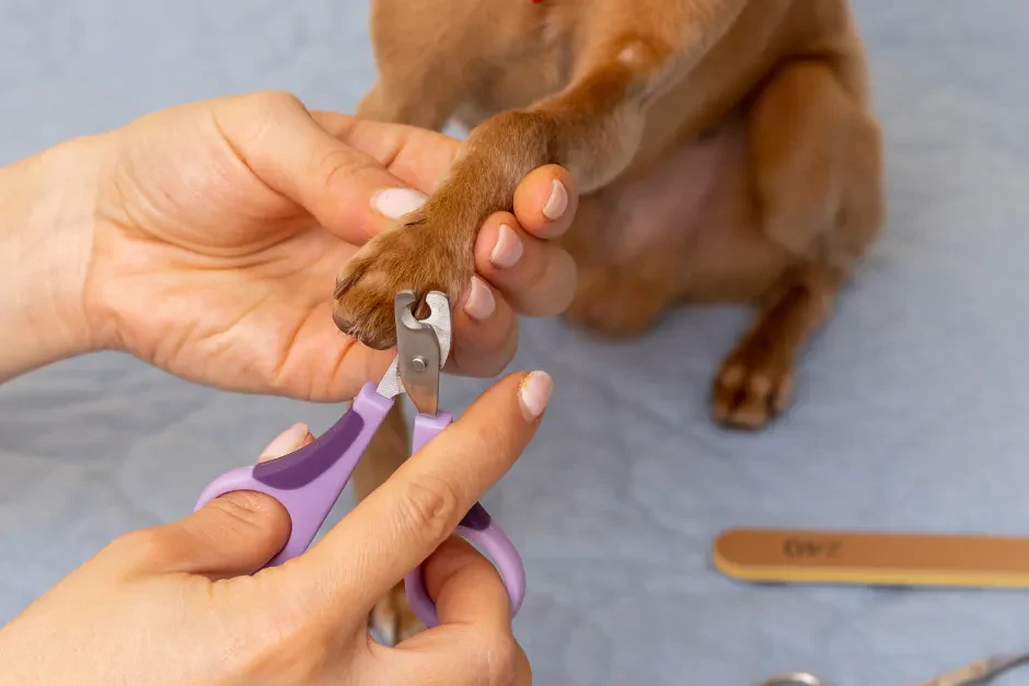 how to clip dog nails