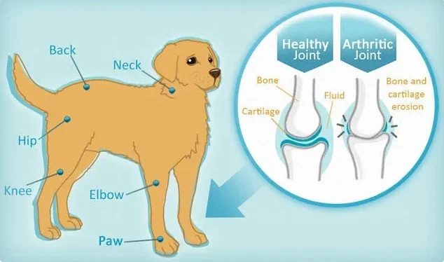 pet wellness exams New York