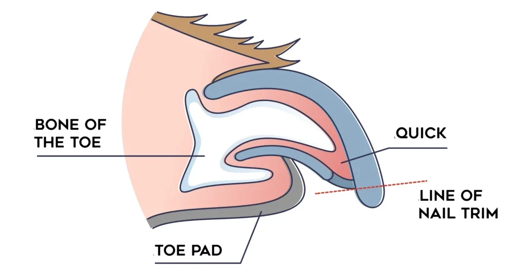 how to clip dog nails
