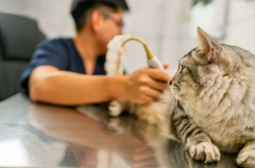  Top Benefits of Pet Wellness Exams Lynwood for Seniors