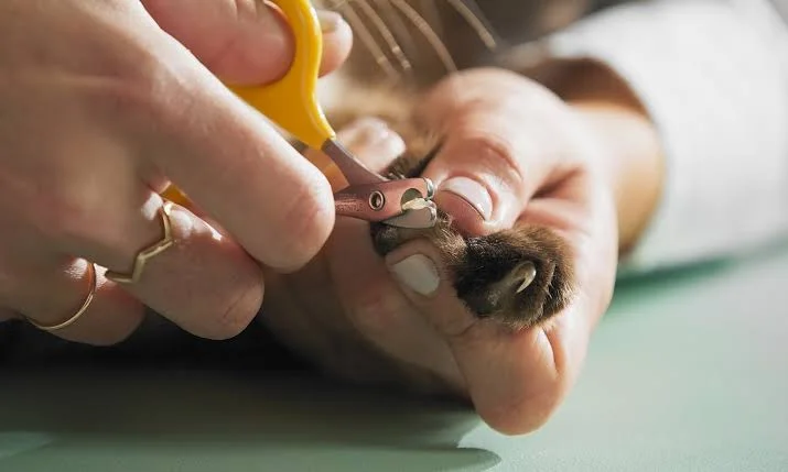cat nail trim