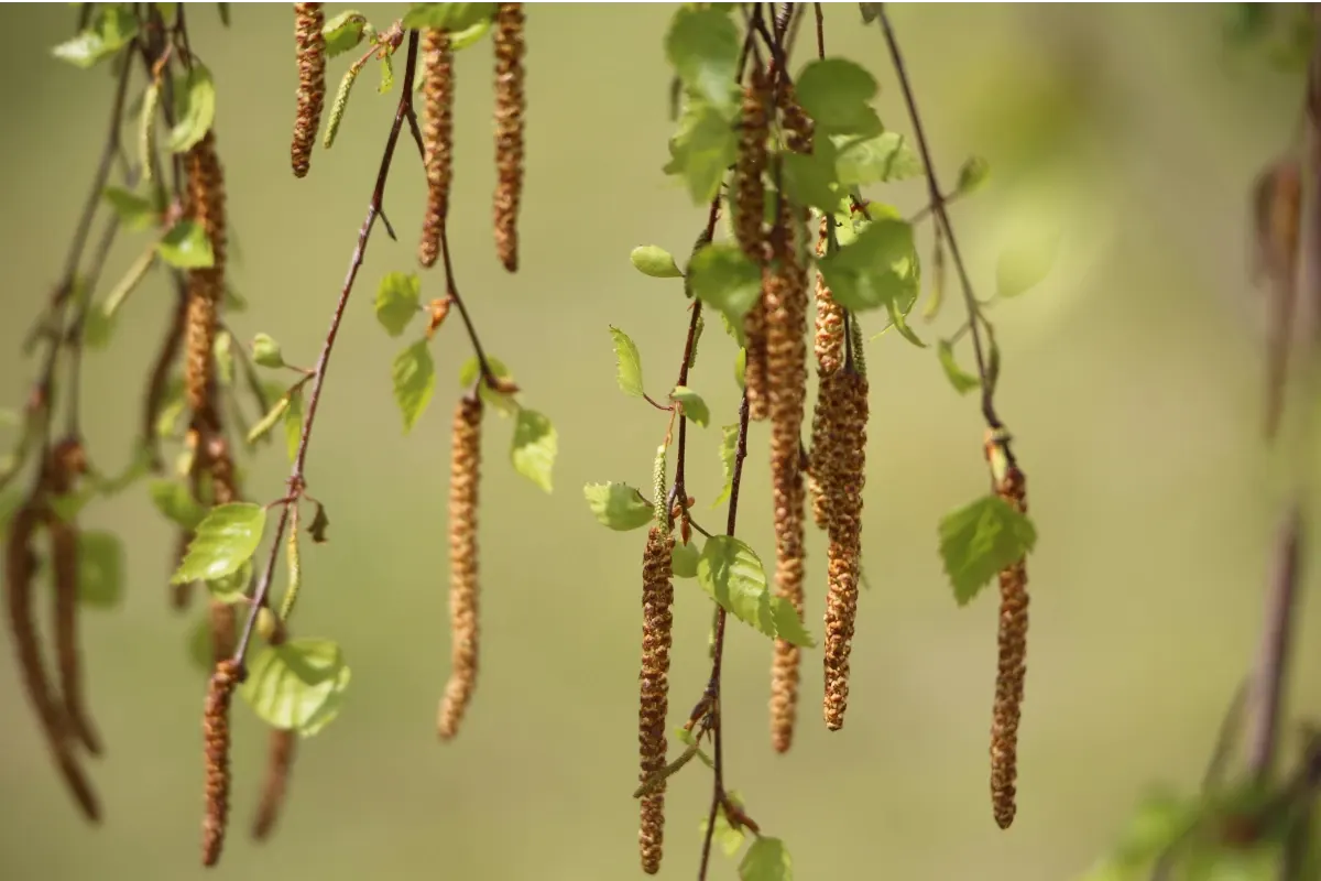 how to treat seasonal allergies