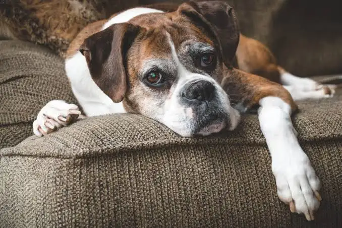 pet wellness exams Lynwood