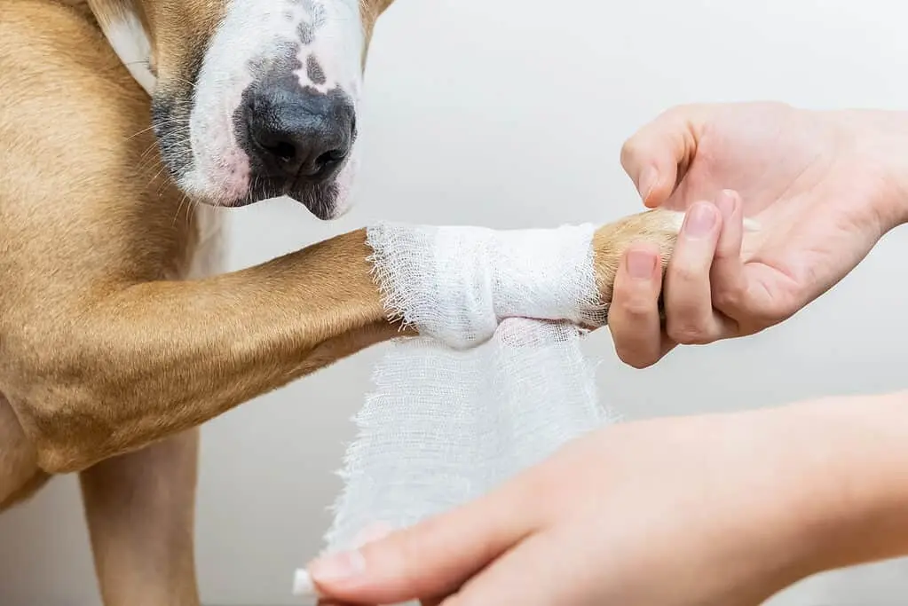 how to clip dog nails