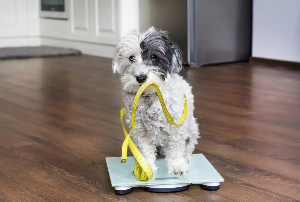 dog food for weight loss