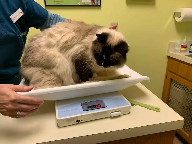 pet wellness exams Lynwood