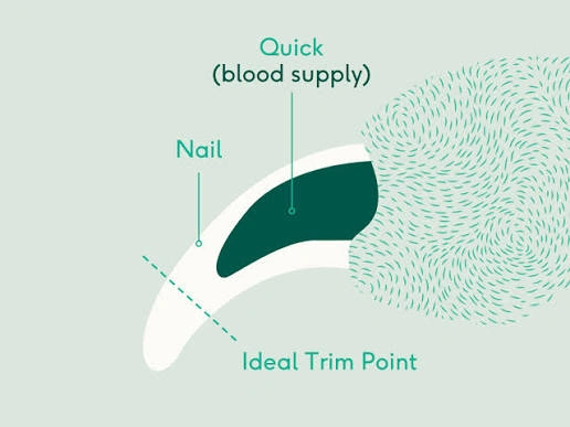 dog nail trimming