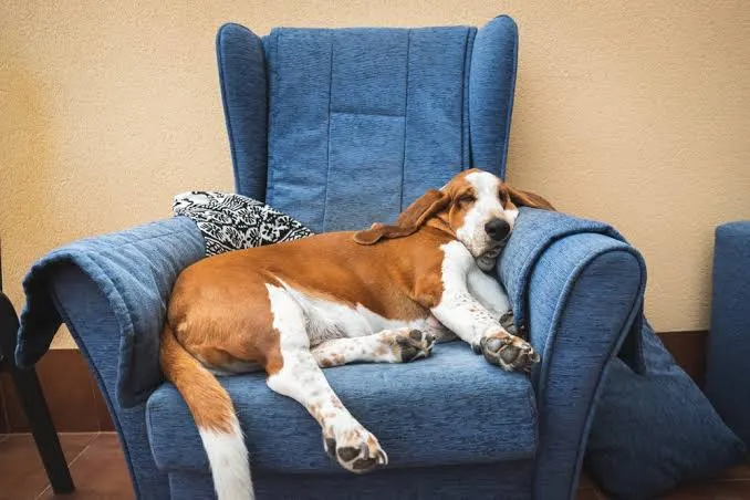 senior pet wellness exams Kirkland