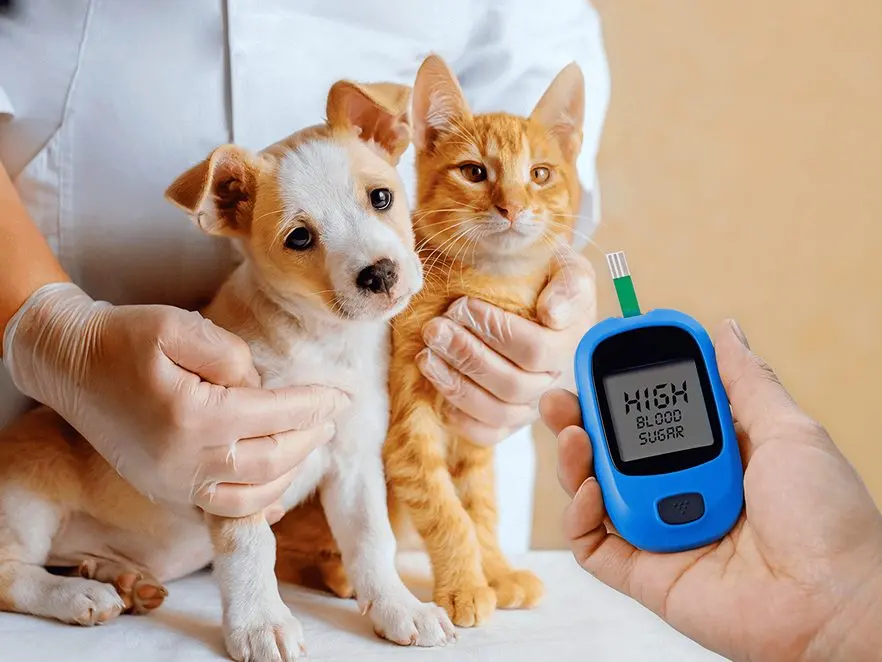 senior pet wellness exams Kirkland