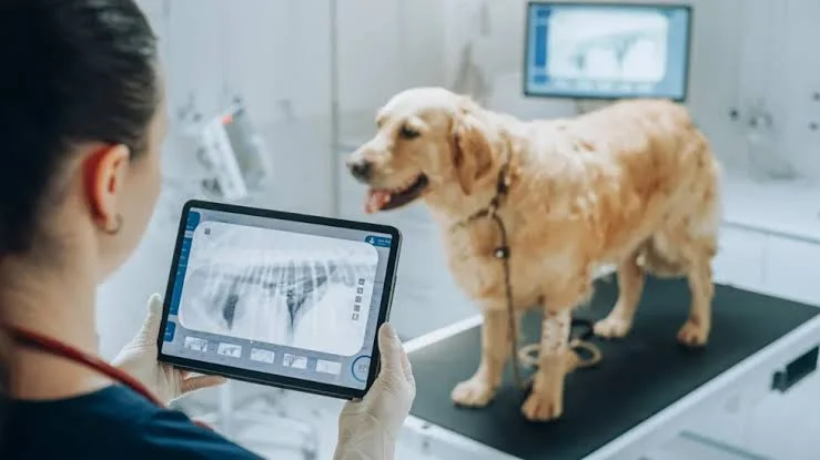 senior pet wellness exams Kirkland