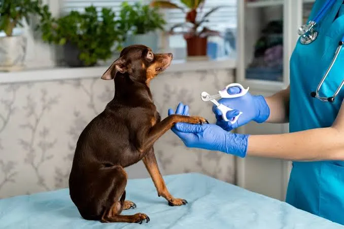 dog nail trimming