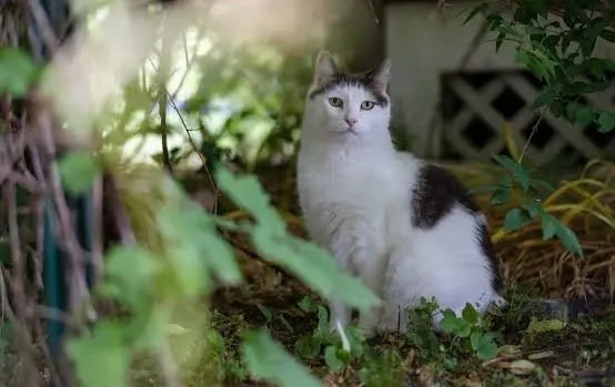 cat vaccinations schedule