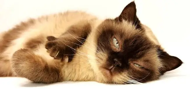 cat vaccinations schedule