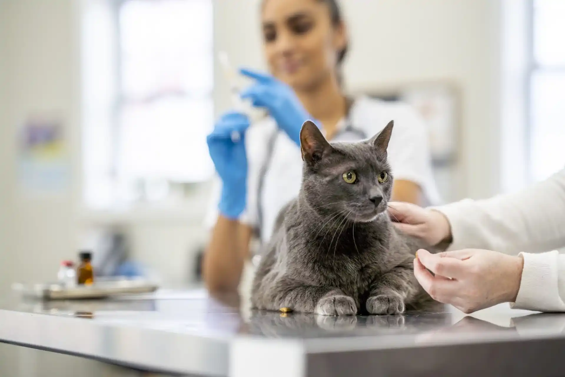 cat vaccinations