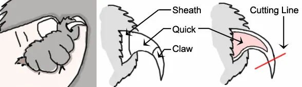 cat nail trim