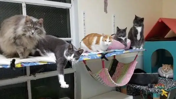 free cat vaccinations
