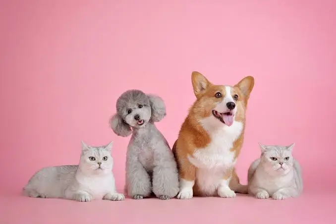 free cat vaccinations