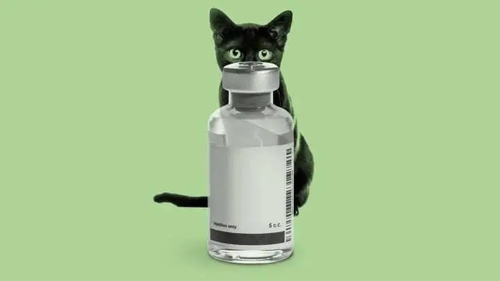cat vaccinations
