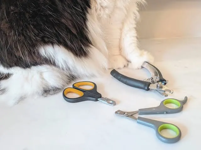 cat nail trim