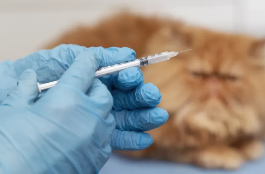  Are Cat Vaccinations Side Effects Common? What to Expect