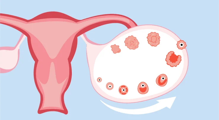 female reproductive hormones