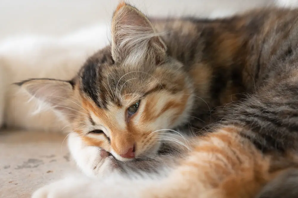 cat vaccinations side effects