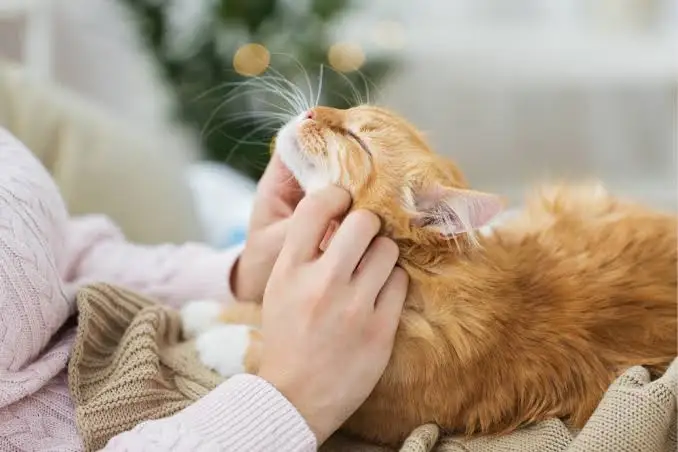 cat vaccinations side effects