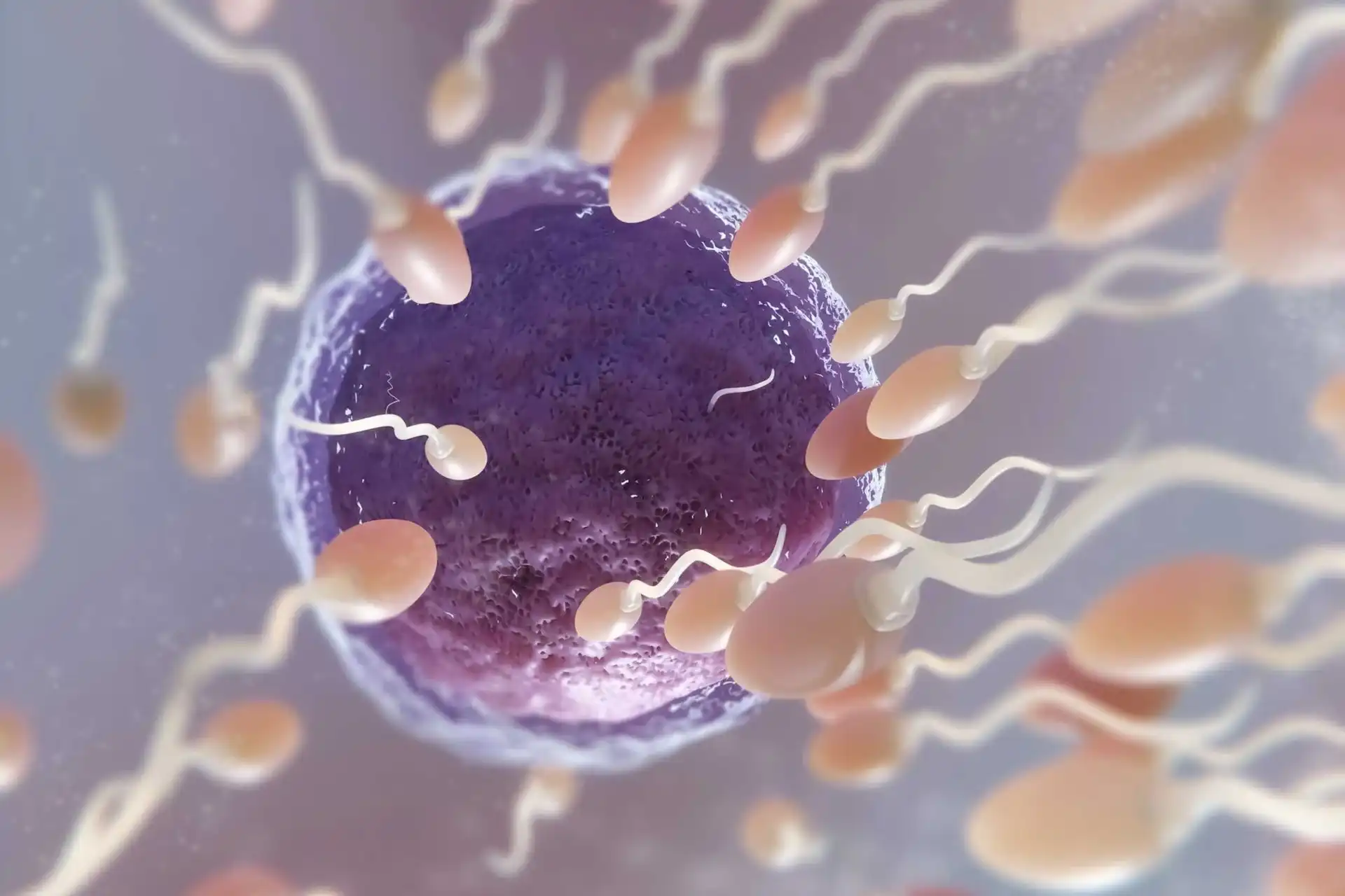 male reproductive hormones