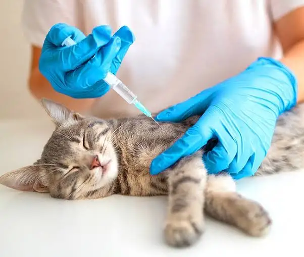 cat vaccinations side effects