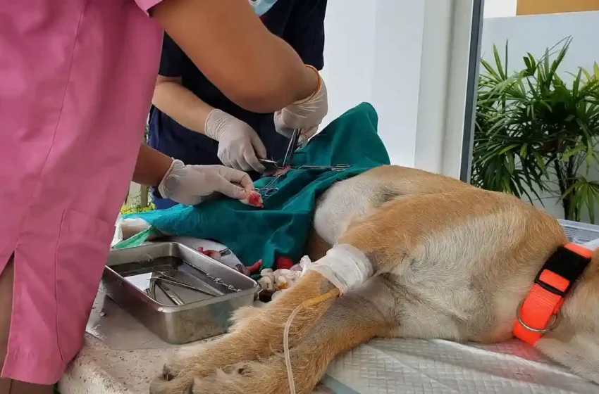  Dog Spaying: Benefits Every Pet Dog Owner Should Know