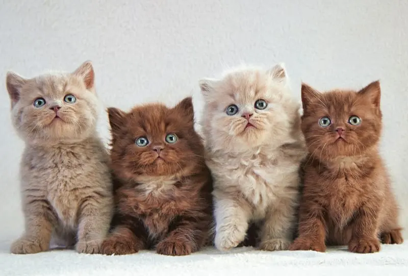 best kitten food