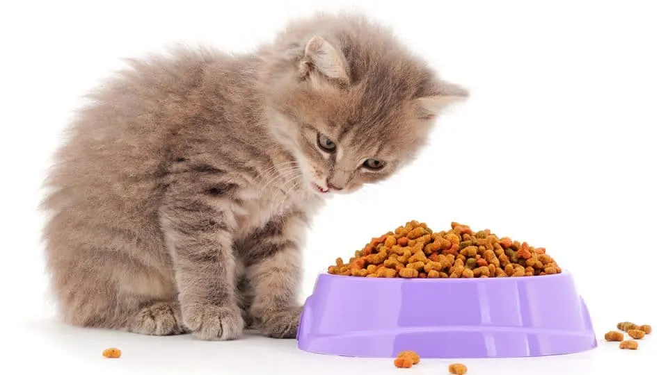 best kitten food