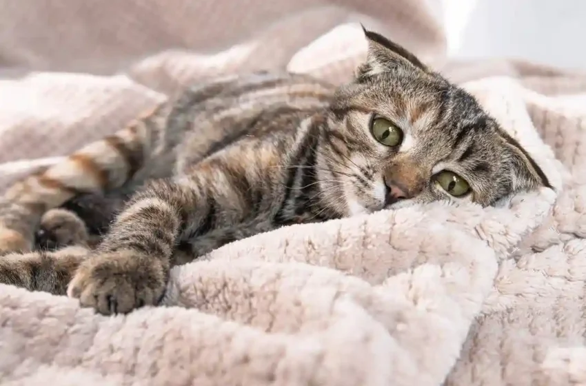  Best Kitten Food for Sensitive Stomach: A Complete Guide