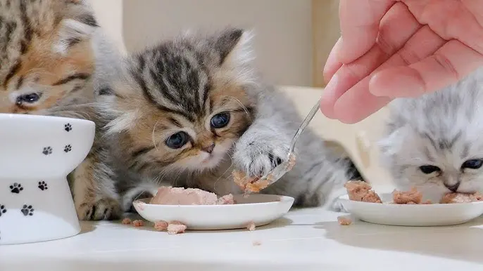 best kitten food for sensitive stomach 