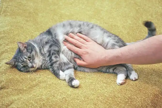 best kitten food for sensitive stomach 
