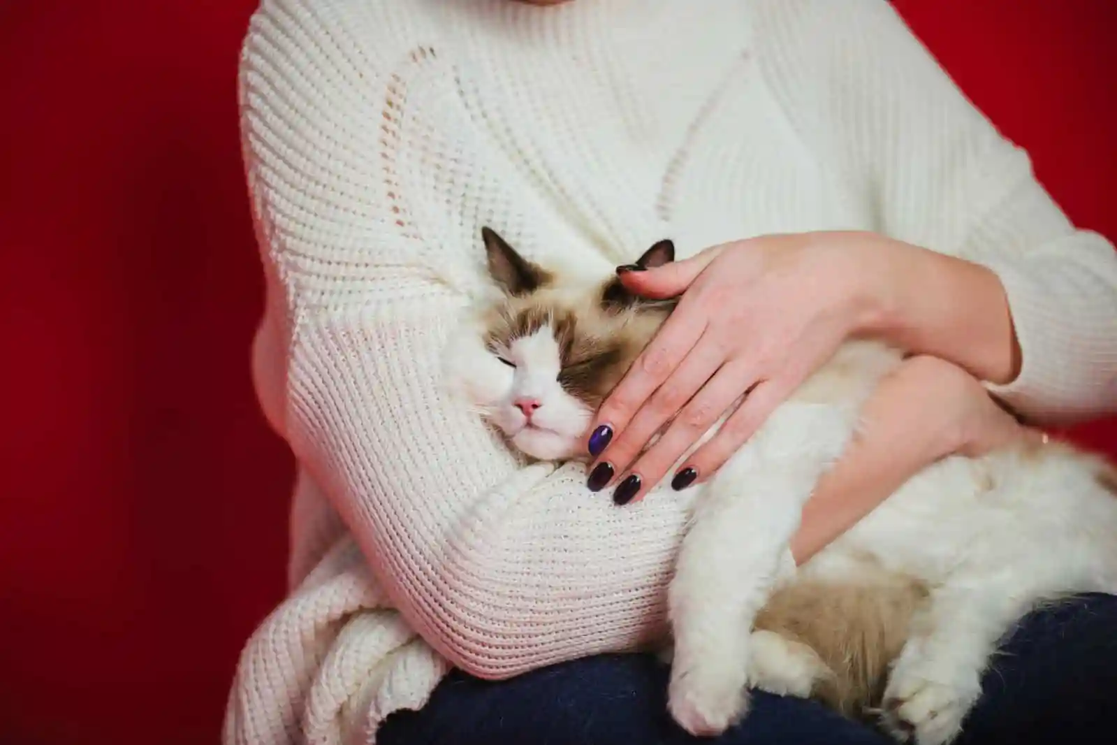 best kitten food for sensitive stomach 