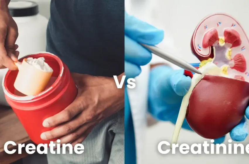  How Much Creatine Is Safe for Kidneys in Long-Term Use?