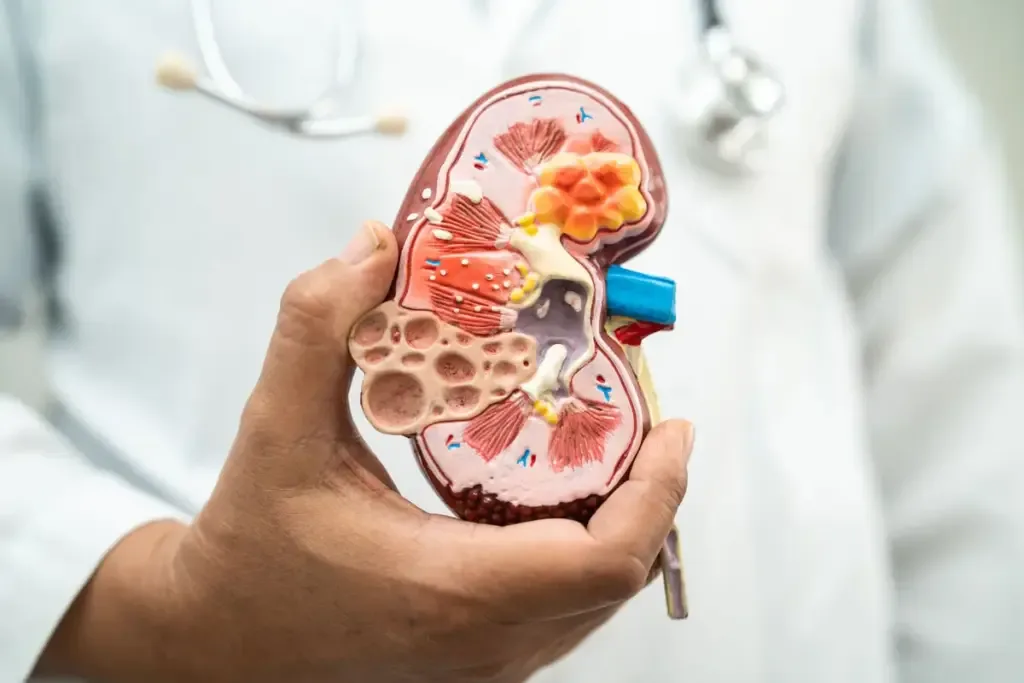 how much creatine is safe for kidneys