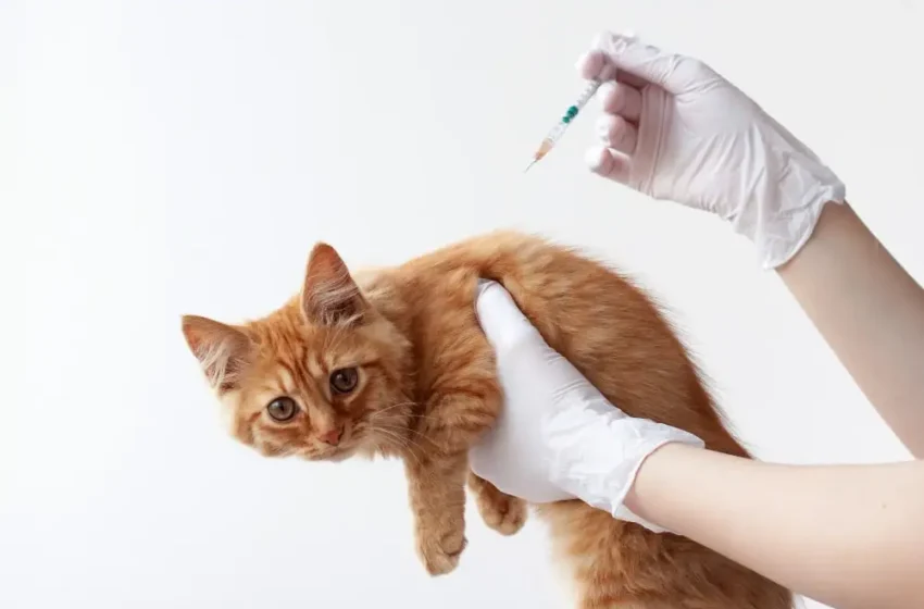  Cheapest Cat Vaccinations: Keep Your Cat Safe & Save Money