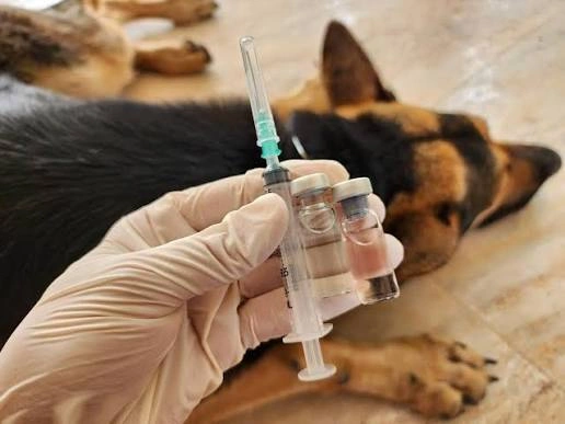 dog and cat vaccinations
