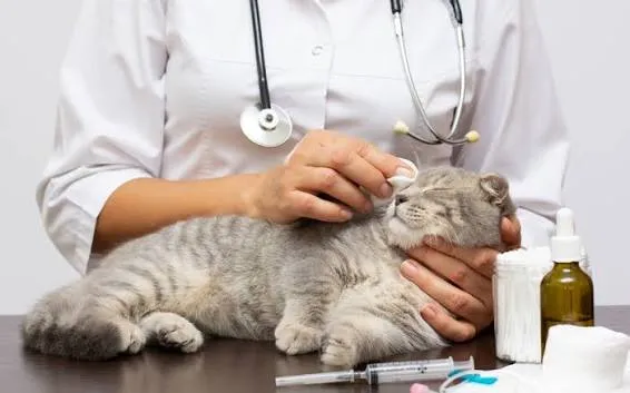 dog and cat vaccinations