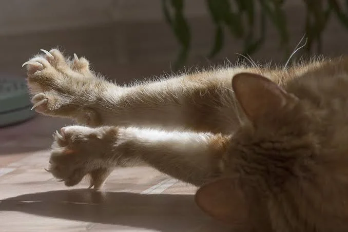 nail trimming for cats